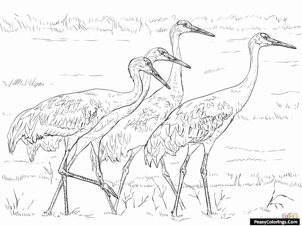 Red crowned crane coloring pages