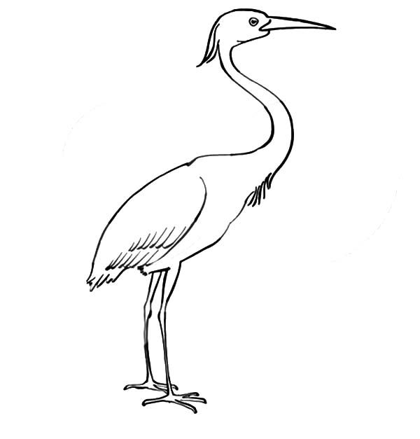 Preschool kids crane bird coloring pages