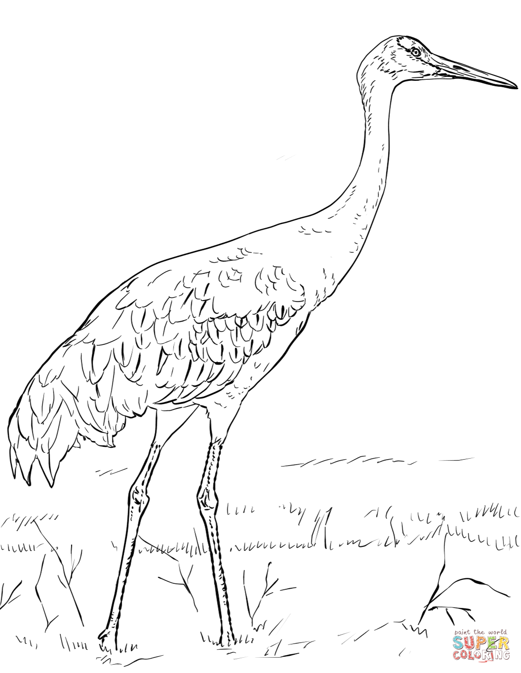 Sandhill crane coloring page free printable coloring pages