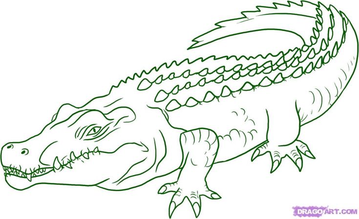 Crocodile tattoo easy drawings coloring pages
