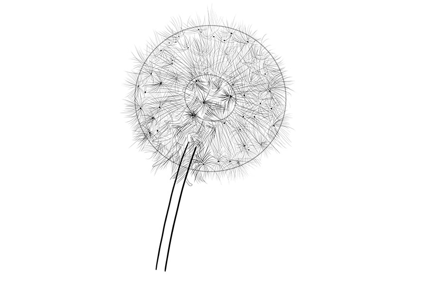 How to draw a dandelion