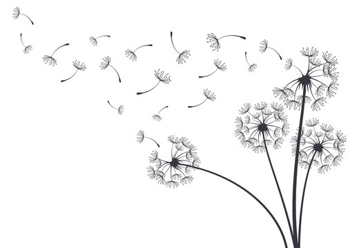 Dandelion drawing images â browse photos vectors and video