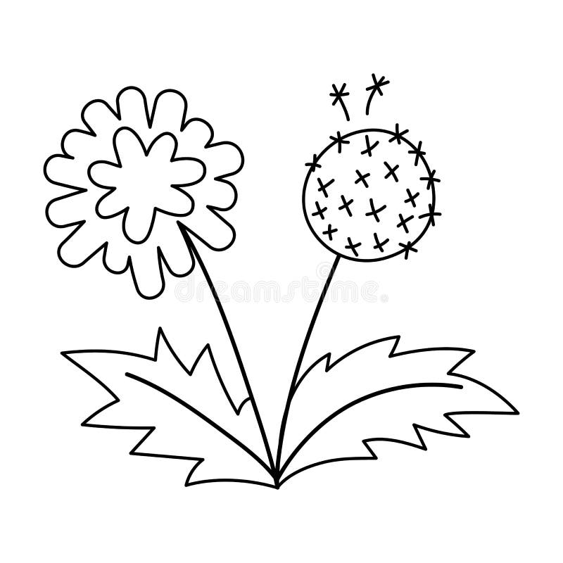 Coloring dandelion stock illustrations â coloring dandelion stock illustrations vectors clipart
