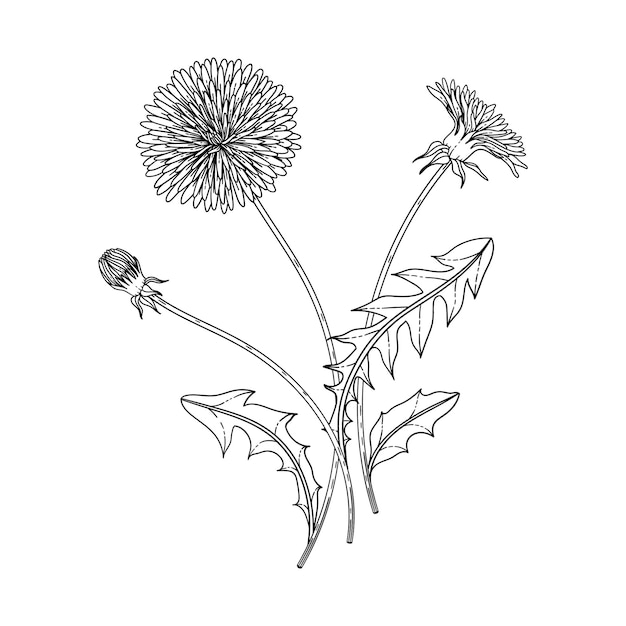 Premium vector hand drawn dandelion floral illustration with line art on white backgrounds