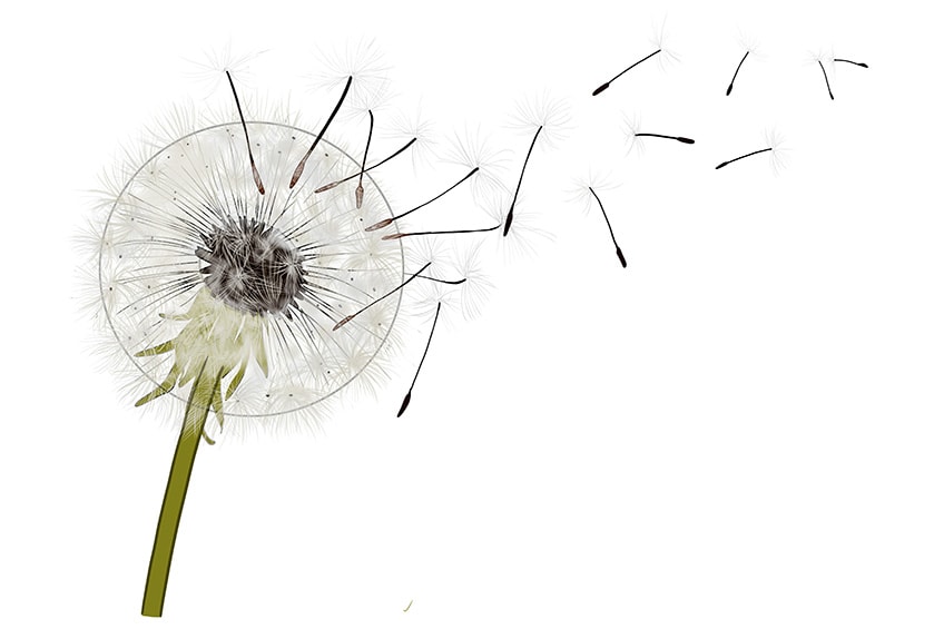 How to draw a dandelion