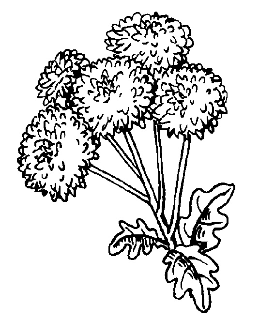 I just really like this dandelion coloring page color dandelion puffs coloring pages