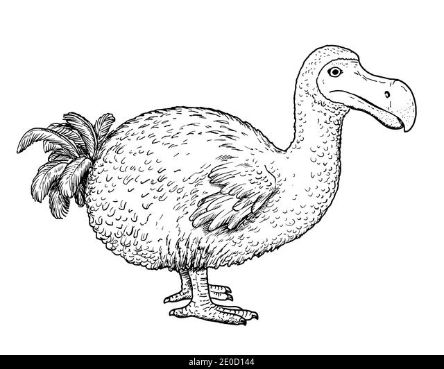 Drawing of dodo dront