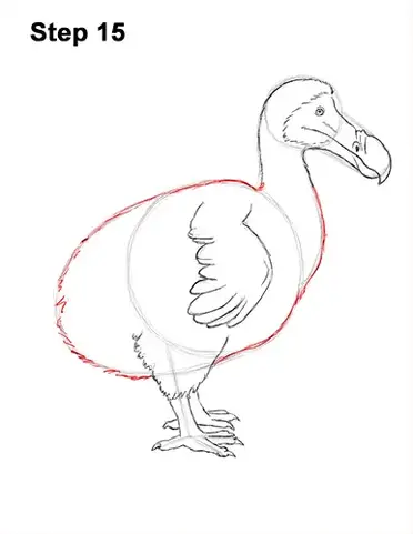 How to draw a dodo