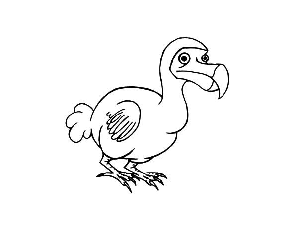 Drawing dodo bird coloring pages