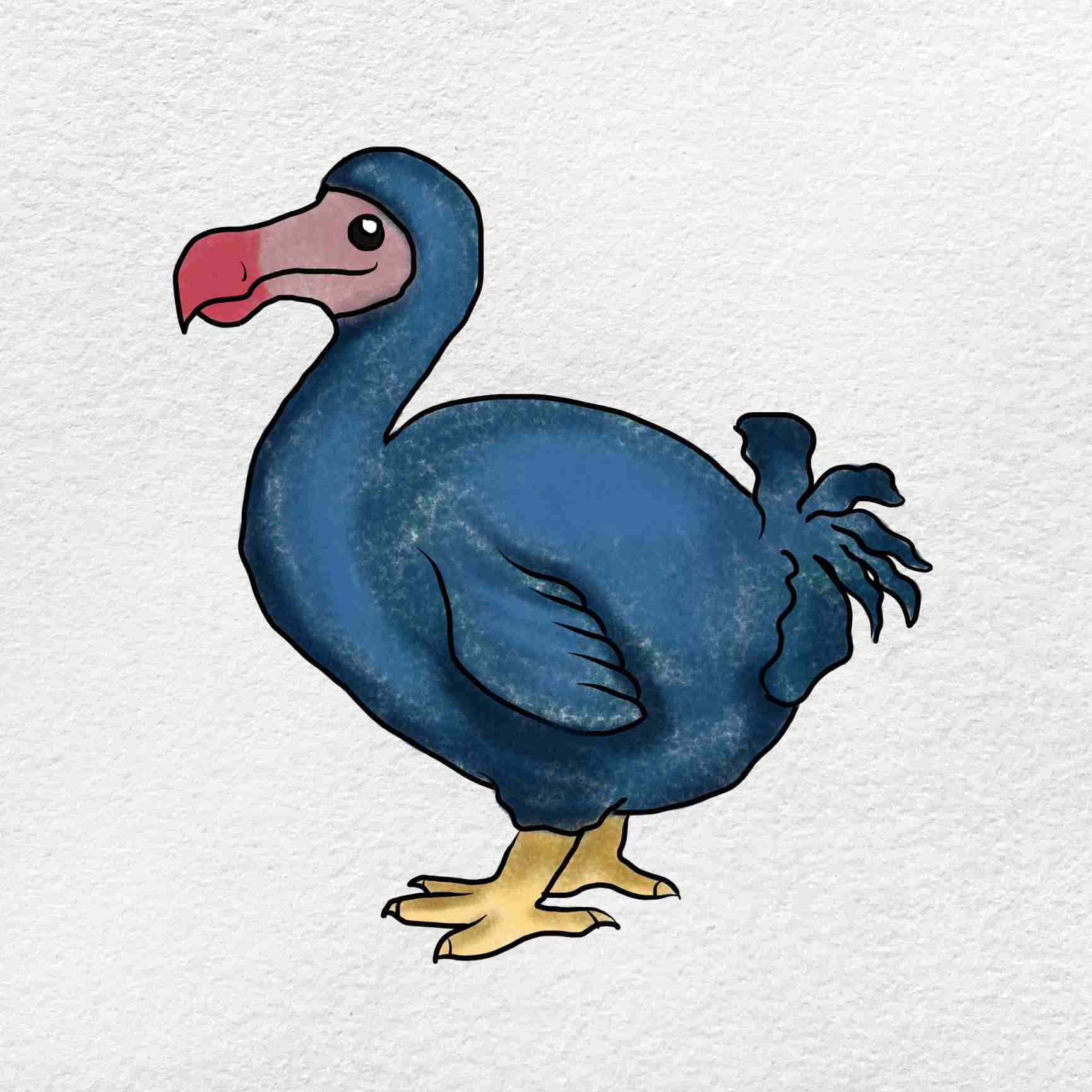 How to draw a dodo
