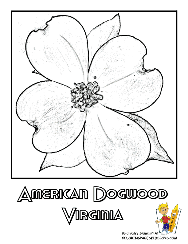 Virginia state flower coloring page american dogwood flower coloring pages dogwood flowers dogwood