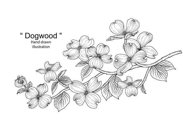 Premium vector hand drawn line art dogwood flower isolated on white backgrounds