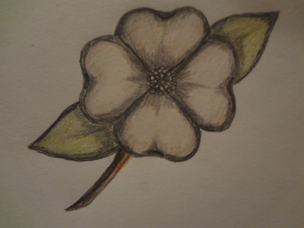 How to draw a dogwood flower