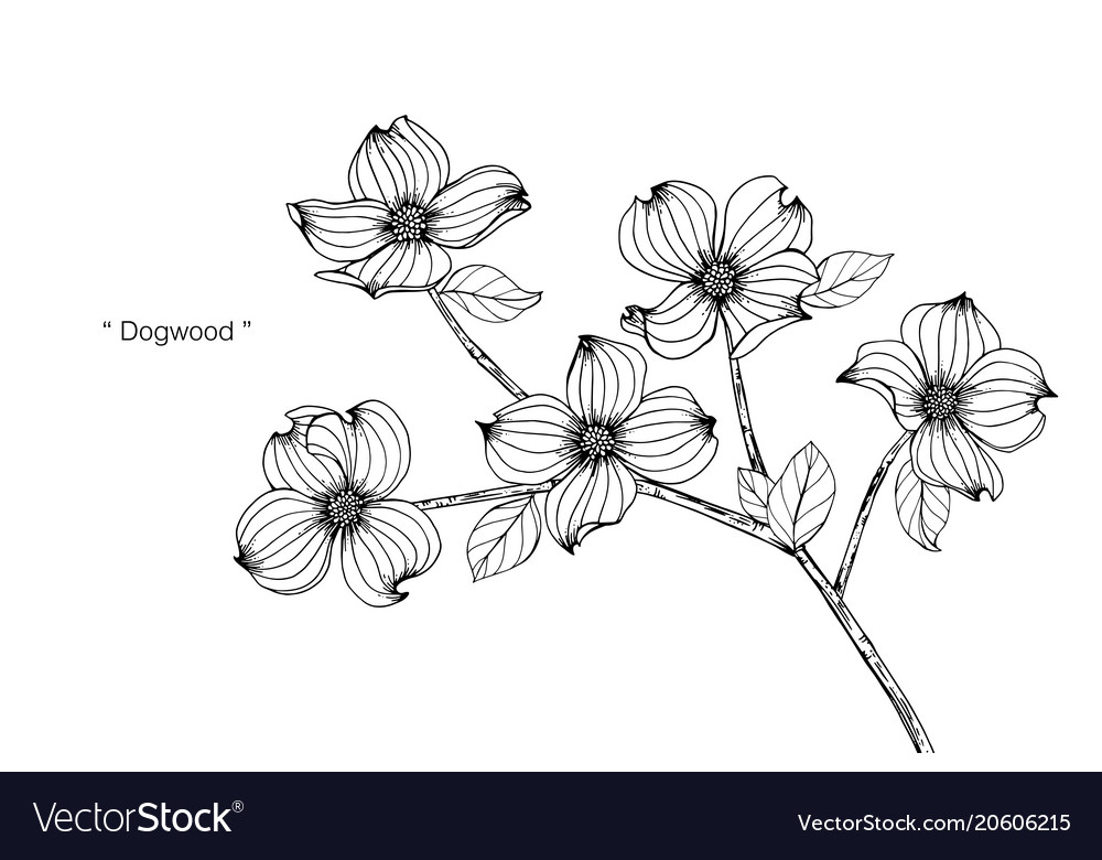 Dogwood flower drawing royalty free vector image