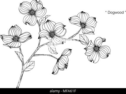 Dogwood flower drawing illustration black and white with line art on white backgrounds stock vector image art