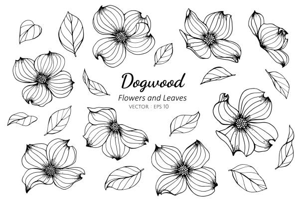 Collection set of dogwood flower and leaves drawing illustration stock illustration