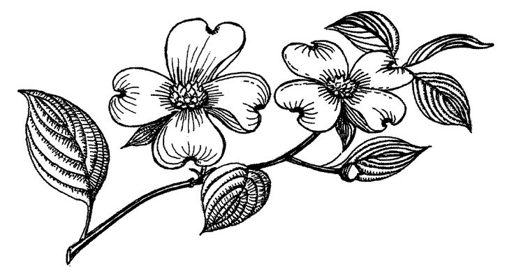 Dogwood tree clipart
