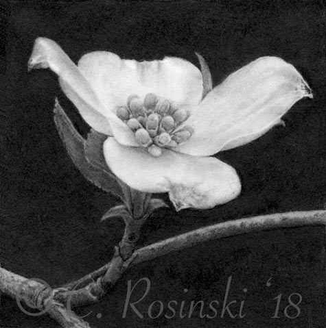 Dogwood flower drawing