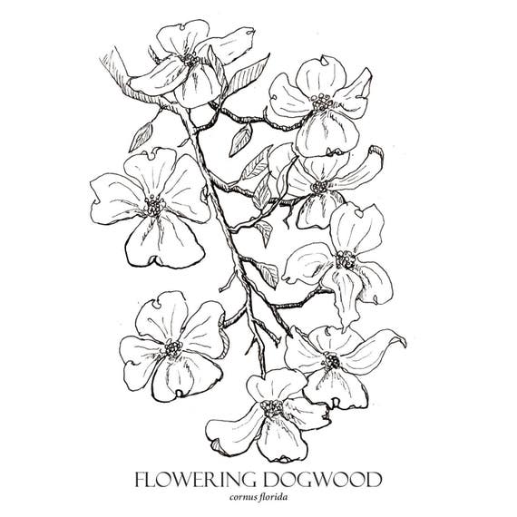 Flowering dogwood print flower art botanical illustration wall art dogwood art flower drawing botanical flower print flora print