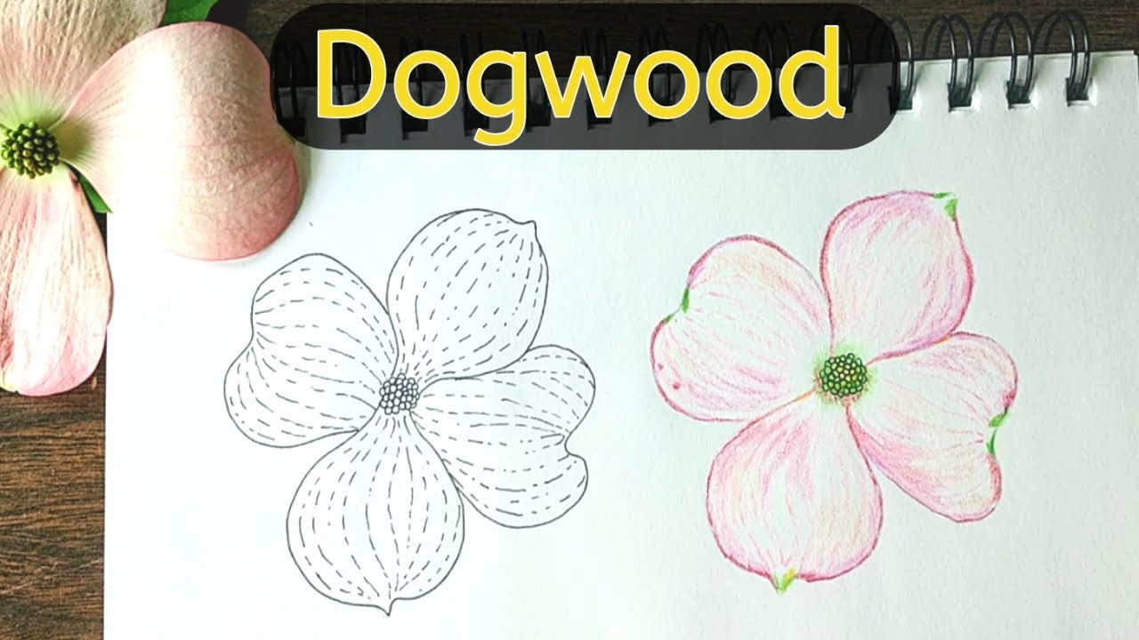 Drawing a dogwood flower with ink and colored pencils step