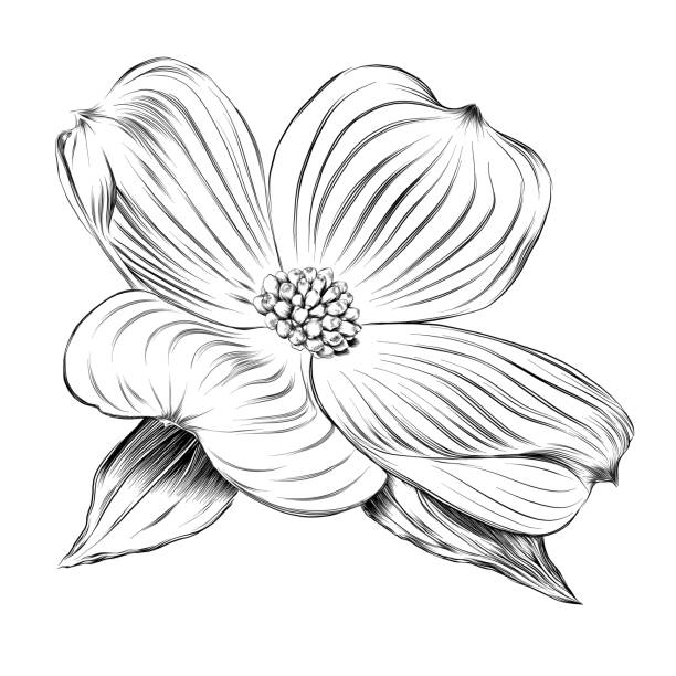 Dogwood flower vector ink drawing stock illustration