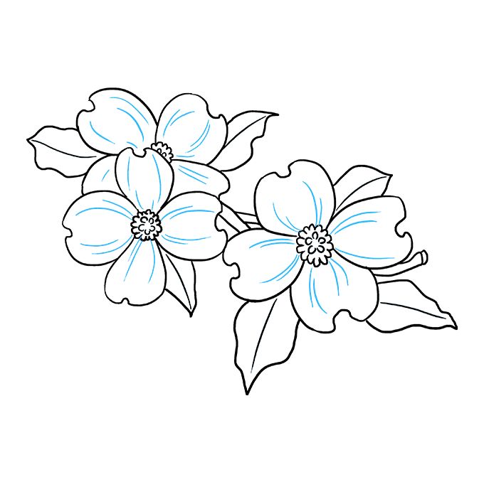 How to draw dogwood flowers