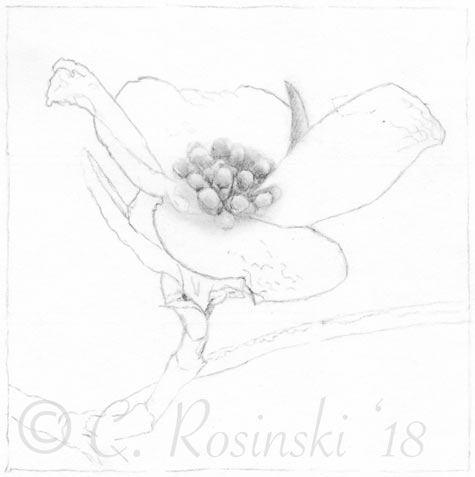 Dogwood flower drawing