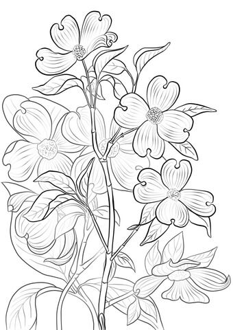Flowering dogwood coloring page free printable coloring pages flower coloring pages flag coloring pages tree coloring page