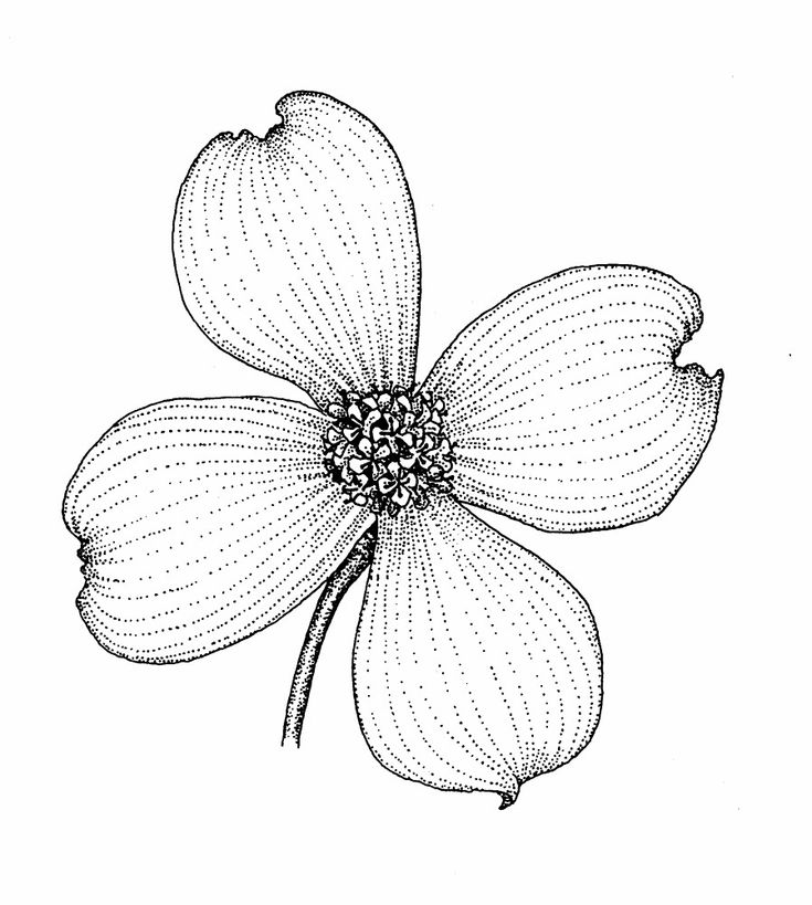 Our state scrapbook vriginia dogwood flowers dogwood flower tattoos flower drawing
