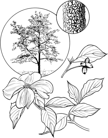 Flowering dogwood tree coloring page free printable coloring pages