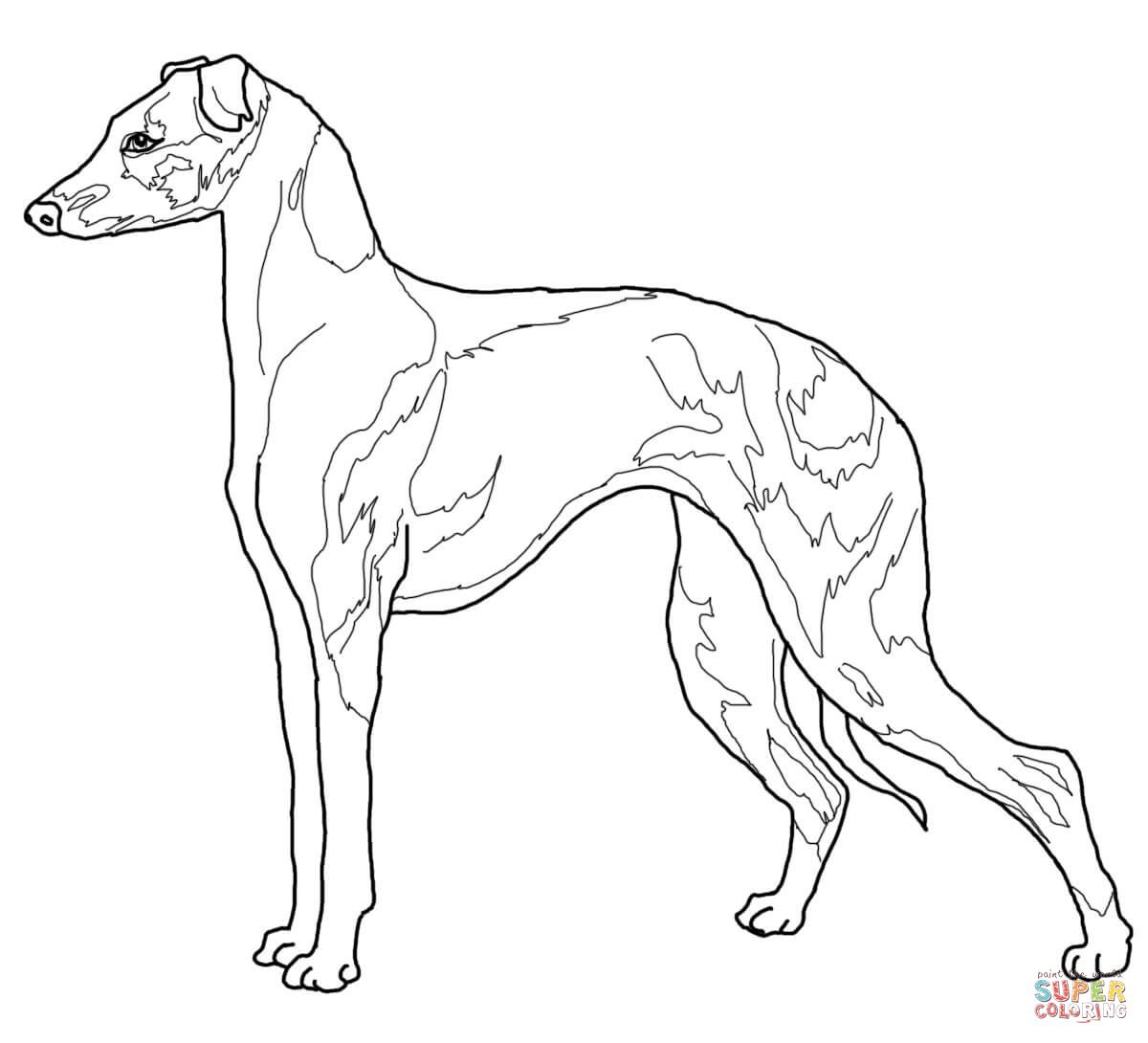 Italian greyhound italian greyhound dog coloring page dog coloring book