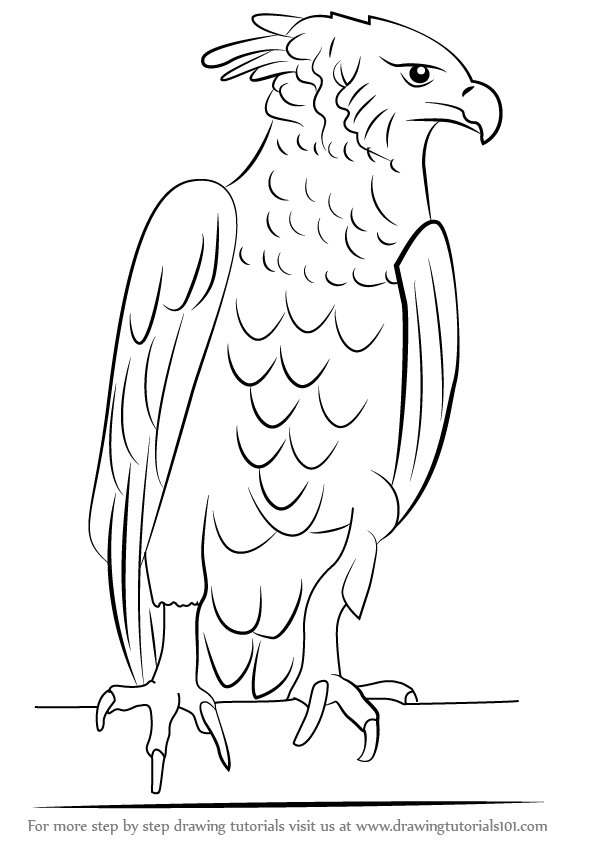 How to draw a harpy eagle bird of prey step by step