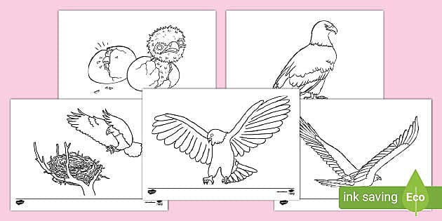 Eagle louring pages teacher made
