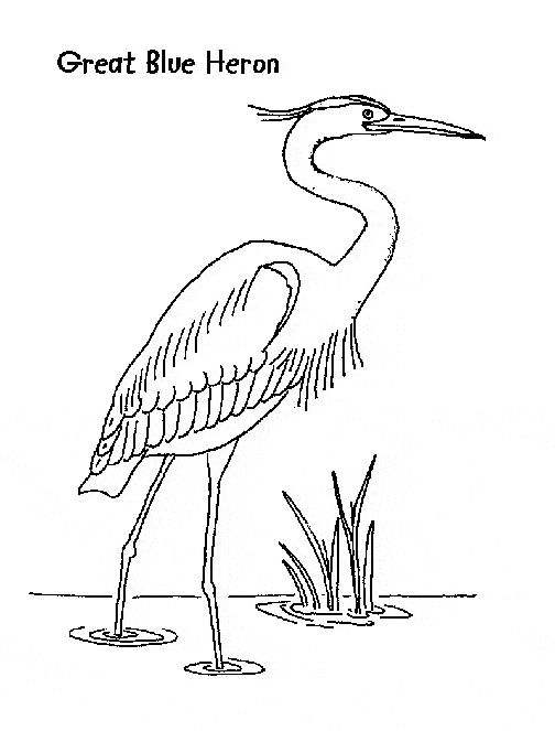 Great blue heron colorg page heron art bird drawgs bird art