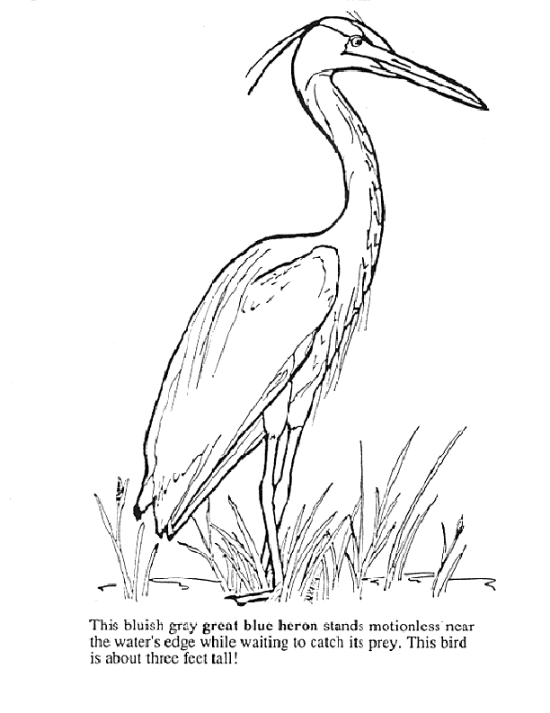 Heron coloring pages