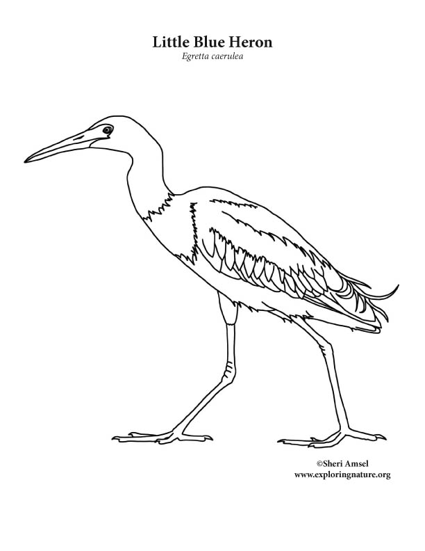 Heron little blue coloring page