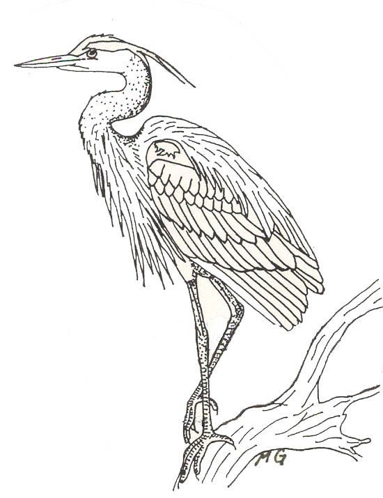Esquisse lisse á model oiseau bird vogel illustration coloriage