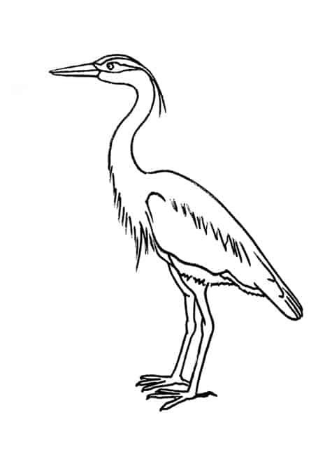 How to draw a grey heron step by step â easy animals draw grey heron heron drawings