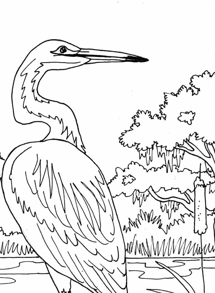 Heron coloring pages