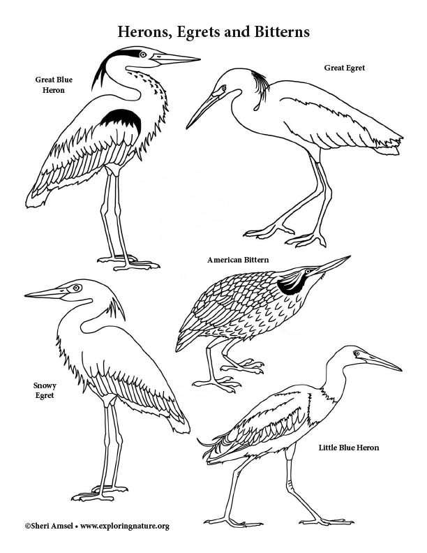 Herons egrets bitterns coloring page