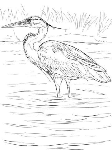 Great blue heron stands in wetland coloring page free printable coloring pages