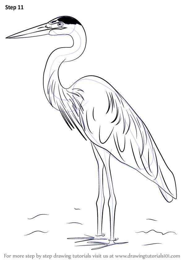 Learn how to draw a great blue heron birds step by step drawing tutorials heron art birds painting bird drawings