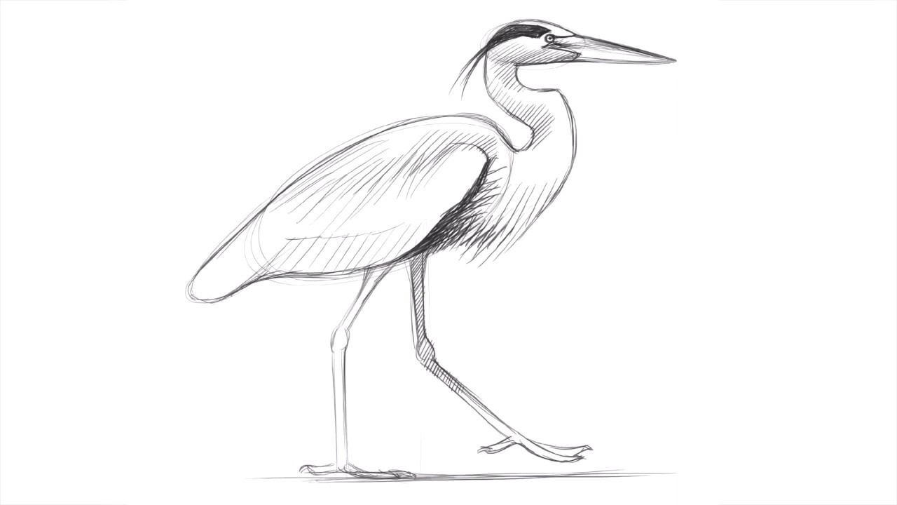 Drawing a great blue heron with david allen sibley
