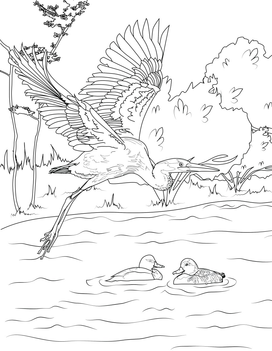 Winged ones coloring pages â frisco native american museum