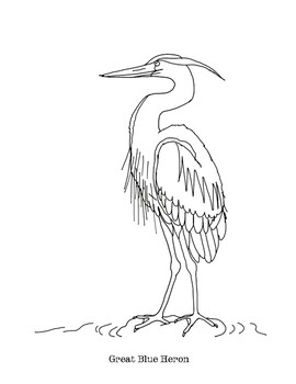 Great blue heron coloring page by mama draw it tpt