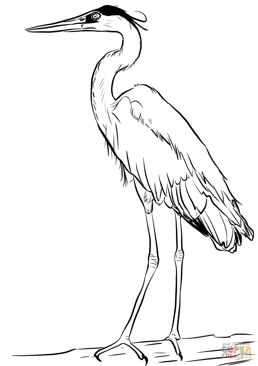 Great blue heron coloring page free printable coloring pages