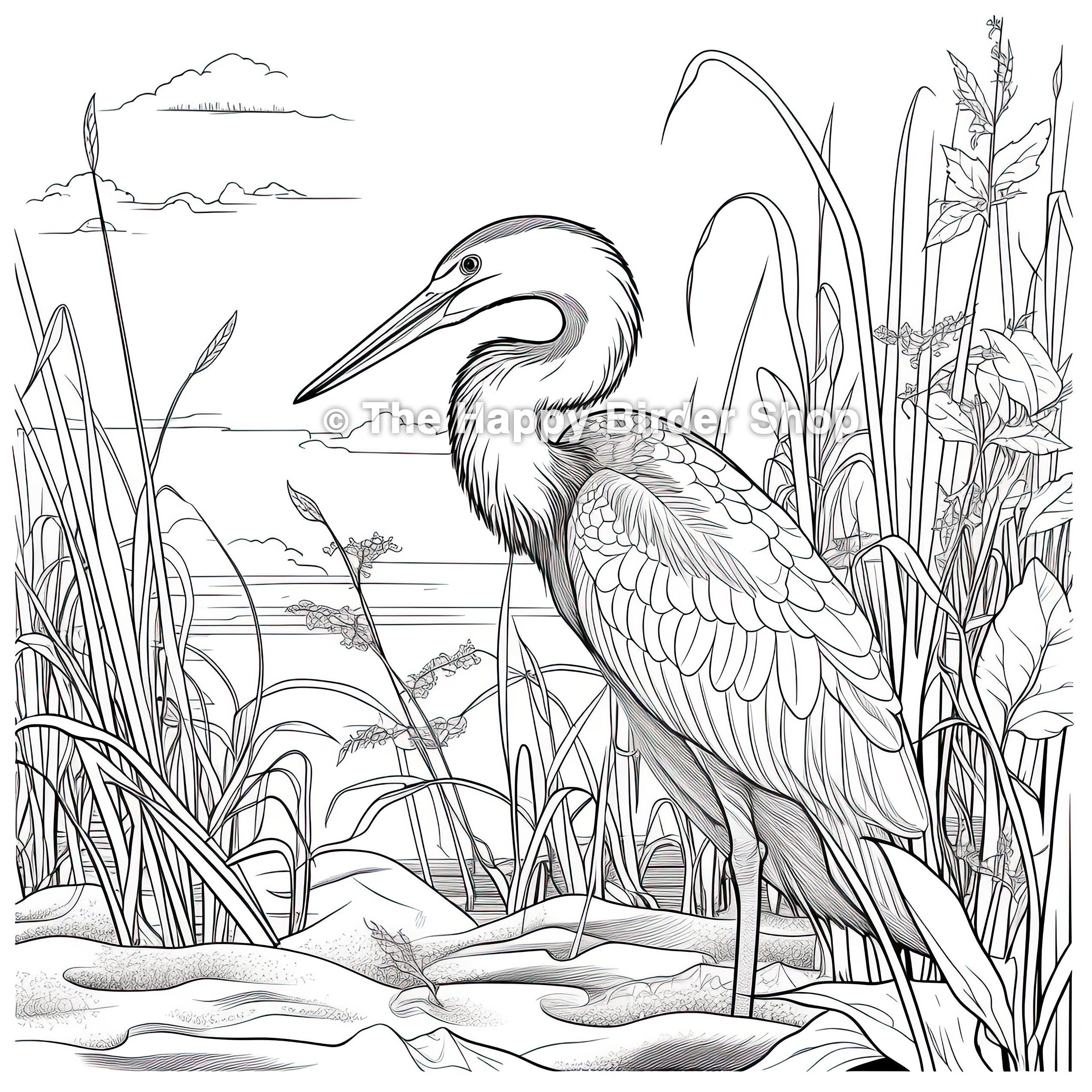 Blue heron coloring page bird printable nature art therapy stress relief adult coloring pages great blue heron