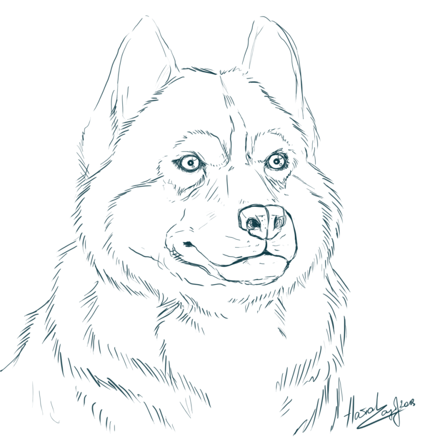 Siberian husky coloring pages