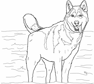 Husky coloring pages free printable coloring pages for kids