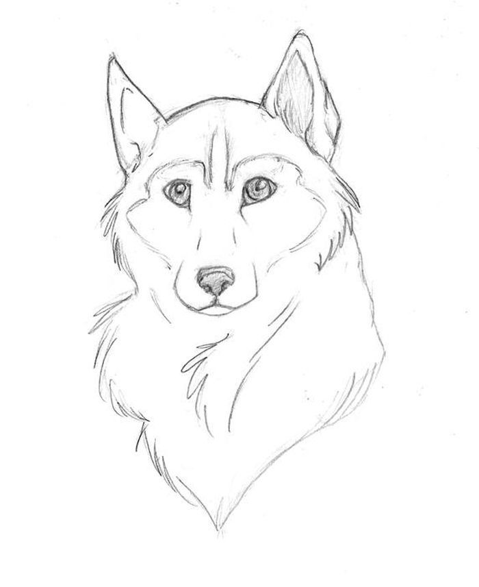 Husky coloring pages pdf